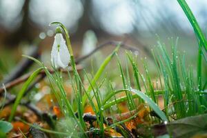 Galanthus, Schneeglöckchen drei Blumen gegen das Hintergrund von Bäume. foto