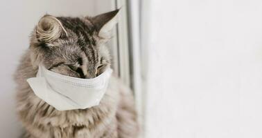 schützend antiviral Maske auf Katzen Gesicht, schützend Gesicht Maske zum Tiere. COVID-19, Coronavirus, Hantavirus Konzept. medizinisch Maske von Coronavirus, Hantavirus. foto