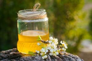 Krug von Flüssigkeit Blumen- Honig gegen Hintergrund von Bäume. blühen Pflaume Ast in der Nähe von frisch Honig. gesund Essen Konzept. foto