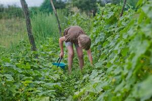 Ernte. Hand ziehen ein Gurke von ein Busch. Kind setzt das eingelegt Gurke im ein Blau Eimer. frisch ökologisch Produkte. ökologisch Landwirtschaft. Vegetarier im Garten. foto