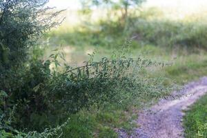 Blühen Artemisia Absinthium, großartig Wermut, Absinth, Absinthium, Absinth Wermut Nahansicht. foto