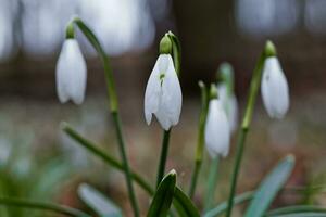 Galanthus, Schneeglöckchen drei Blumen gegen das Hintergrund von Bäume. foto