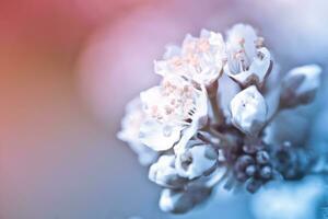 Blumen von Kirsche Pflaume oder Myrobalan Prunus cerasifera Blühen im das Frühling auf das Geäst. Designer getönt im Rosa und Blau. foto