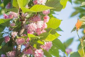 Rosa Kirsche Blüten gegen das Blau Himmel. blühen Sakura, natürlich Pflanzen japanisch Kirsche, Prunus serrulata. im Frühling. Frühling Rand oder Hintergrund Kunst mit Rosa blühen foto