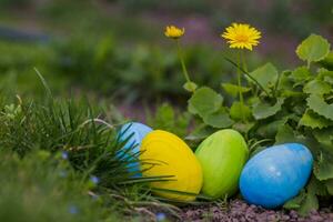 vier Ostern Eier sind Blau, Gelb und Grün im Grün Blätter. Ostern Hintergrund. Suche zum Eier beim Ostern. foto