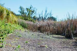 Unterseite von trocken See. Schilf entlang trocken See. trocken Schilf durch See. Ukraine ohne Wasser. foto