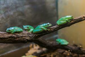 viele Grün Frosch Sitzung auf gefallen Bäume beim ein Gummi Pflanze im Terrarium foto