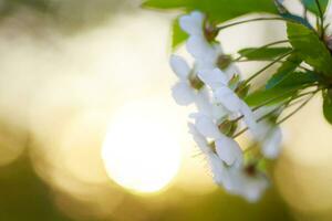 Weiß Blumen Kirsche Baum. Weiß Blumen Kirsche Baum. Blumen Kirsche Baum blühte. Honig und medizinisch Pflanzen Ukraine. blühen Obst Bäume. foto