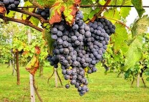 Trauben auf das Ranke im das Weinberg foto