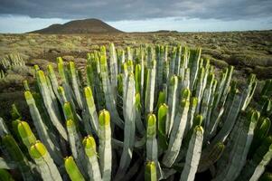 Kaktus Pflanzen im das Wüste mit ein Berg im das Hintergrund foto