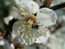 Makro Foto schön Aprikose Blumen auf ein Ast auf ein sonnig Tag.leicht verwischt Staubblätter Aprikose Blume schließen hoch. nicht offenbart Aprikose Rosa Knospen. selektiv Fokus defokussiert