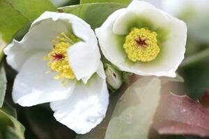 Nieswurz, Nieswurz, Helleborus blühen Pflanzen im das Familie Ranunkeln. foto