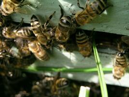 von Bienenstock Eingang, Bienen Schleich aus. Honigbiene Kolonie Wachen das Bienenstock von Plündern Honigtau. das Bienen Rückkehr zu das Bienenstock nach das Honigfluss. Bienenwächter im das Bienenstock Eingang. foto