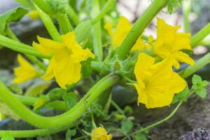 Gurke Eierstock und Gelb Blume. Gurke Cucumis Sativus im das Gemüse Garten mit Eierstock Onstalk mit Blätter. Gurke im Garten ist gebunden oben auf Gitter. Nahansicht. foto