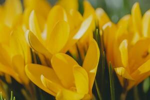 Krokus, Krokusse oder Kroki Das blüht im das Wiese. foto