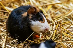 Meerschweinchen. Säugetier und Säugetiere. Landwelt und Fauna. Tierwelt und Zoologie. foto