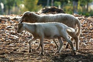 Ziege. Säugetier und Säugetiere. Landwelt und Fauna. Tierwelt und Zoologie. foto