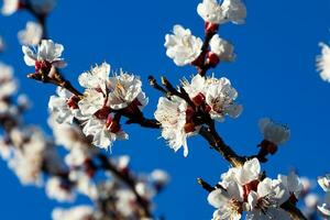 Aprikose Baum Blume blühen im das Garten. Anlage, Kraut und Gemüse. Natur Fotografie. foto