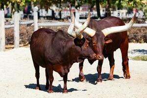 Watusi-Rinder. Säugetier und Säugetiere. Landwelt und Fauna. Tierwelt und Zoologie. foto