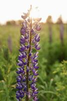 Fotos von Lupine Blumen im Natur