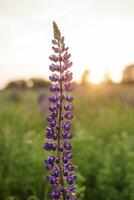 Fotos von Lupine Blumen im Natur