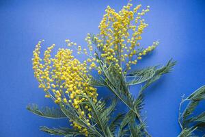 Frühling Konzert. Mimose auf ein Blau Hintergrund. Mimose Nahansicht. glücklich Frühling. foto