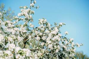 Blühen Apfel Baum Geäst mit Weiß Blumen Nahansicht. foto