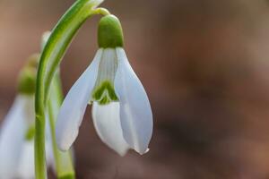 das zuerst Frühling Blumen Weiß Schneeglöckchen im das Wald beleuchten foto