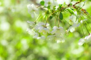 Weiß Blumen Kirsche Baum. Blumen Kirsche Baum blühte. Honig und medizinisch Pflanzen Ukraine. blühen Obst Bäume. foto