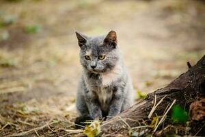 ein Katze mit ein Kätzchen Sitzung auf das gefallen Blätter. foto