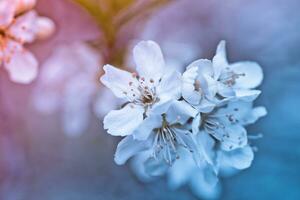 Prunus Cerasus, sauer Kirsche, Torte , oder Zwerg, Sauerkirsche, Amarelle, Montag Kirsche Weiß zart Blume mit jung Grün Blätter foto