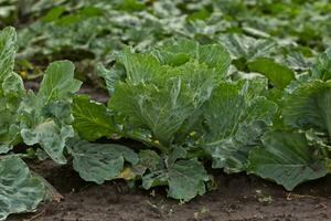 Brassica Oleracea, Hintergrund von Kohl, geleitet Kohl Blätter. Tau Tropfen auf ein Blatt von Kohl. Grün saftig Farbe von das Pflanze. foto