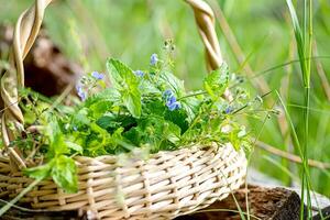 Veronica Persika, Winter Speedwell im Korbweide Korb beim Sammlung Punkt von medizinisch Kräuter. Pflanze benutzt im Medizin und Homöopathie. foto