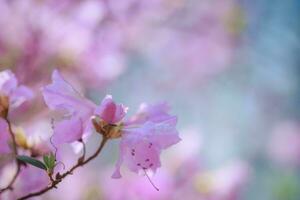 einer Rosa Azalee Blume gegen Hintergrund von Rosa verschwommen Farben und Blau Himmel. Blumen- Hintergrund. foto