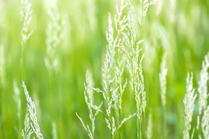 jung Ährchen mit Gras Saat im das Wiese. zart Grün Gras wachsend im ein Clearing im das Strahlen von das Sonne. foto