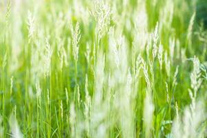 jung Ährchen mit Gras Saat im das Wiese. zart Grün Gras wachsend im ein Clearing im das Strahlen von das Sonne. foto