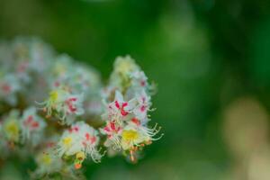 Kastanie Blumen und Knospen auf im Frühling. hell Grün Blätter schließen hoch. Hintergrund zum Frühling Bildschirmschoner auf Telefon. Wiedergeburt von Natur. Blühen Knospen auf Bäume. foto