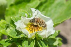 Honig Biene sammeln Nektar von schön Weiß Erdbeere Blume im das Garten. das zuerst Ernte von Erdbeeren im das früh Sommer. natürlich Hintergrund. foto