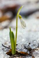 das zuerst Frühling Blumen Weiß Schneeglöckchen im das Wald beleuchten foto