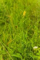 Agrimonia Eupatoria, verbreitet Agrimonie, Kirche Kirchtürme oder Stichwort Gelb Blume von ein Vielzahl von Blütenstände Nahansicht. foto