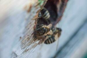 Bienen beim alt Bienenstock Eingang. Bienen sind Rückkehr von Honig Sammlung zu Blau Bienenstock. Bienen sind beim Eingang. Honigbiene Kolonie Wachen Bienenstock von Plündern Honigtau. Bienen Rückkehr zu Bienenstock nach das Honigfluss. foto
