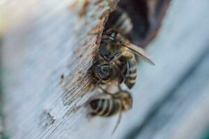 Bienen beim alt Bienenstock Eingang. Bienen sind Rückkehr von Honig Sammlung zu Blau Bienenstock. Bienen sind beim Eingang. Honigbiene Kolonie Wachen Bienenstock von Plündern Honigtau. Bienen Rückkehr zu Bienenstock nach das Honigfluss. foto