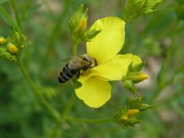 Linum maritimum Gelb Blumen wachsend im Europa. Honig und medi foto