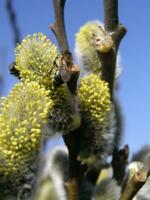 das Honig Biene sammelt das Pollen von das Weide. nicht flauschige bl foto