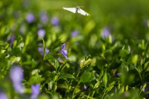 ein krank alt Schmetterling mit ein ausgefranst Flügel fliegt Weg von ein lila vinca Blume. foto
