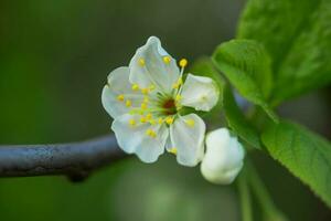 Weiß Blumen Kirsche Baum. Blumen Kirsche Baum blühte. Honig und medizinisch Pflanzen Ukraine. blühen Obst Bäume. foto