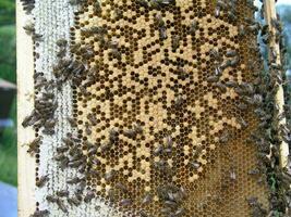 Bienen kriechen um Verschließen Brut im Brut Kammer. Neugeborene auf Biene Wachs gezeichnet Kamm mit Honig und Ambrosia. Krankenschwester Bienen um das jung Bienen im versiegelt Brut. foto