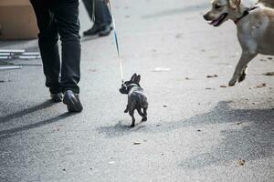 wenig Hund auf Leine. groß Hund eilt beim klein Hund auf Straße. gefährlich Gehen Tiere. aggressiv Hund. foto