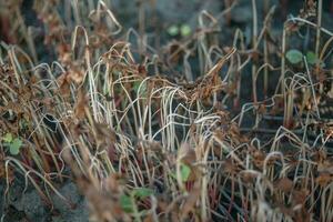 Buchweizen nach Frost. gefroren Blätter und Blumen von Buchweizen. Pflanzen nach Scharf kalt schnappen. tot Teile von Pflanzen nach Frost. zerstört Getreide, Zusammenbruch von Geschäft. Probleme von Agronomie foto