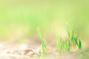 jung Grün Gras Sprossen auf ein Grün Hintergrund. Frühling Hintergrund. frisch Mikrogrün. foto